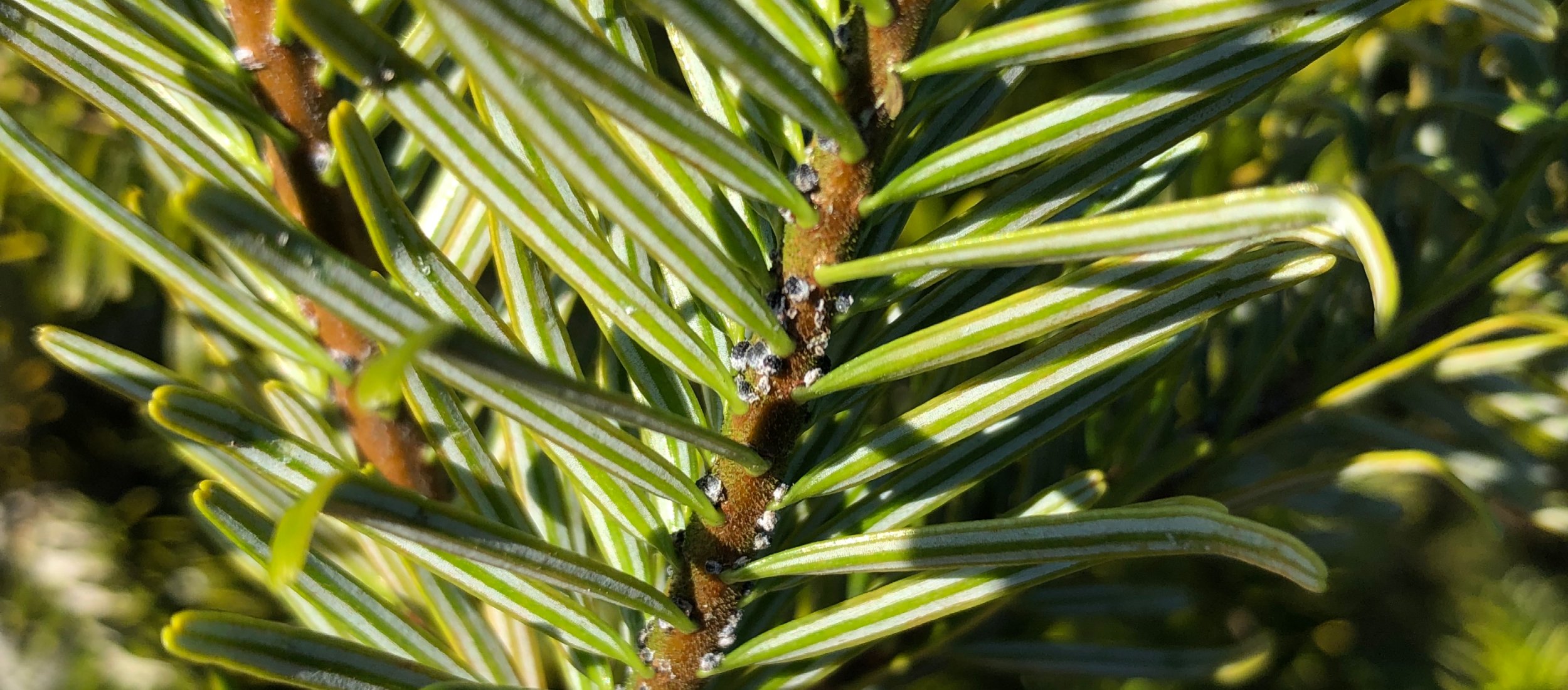 /Files/Images/Ecom/Kulturpleje og dyrkningsmetoder/IMG_0155.jpg